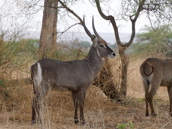 <h3><a href="/trips/tanzania/biota/animalia/chordata/mammalia/artiodactyla/bovidae/kobus ellipsiprymnus/kobus ellipsiprymnus-nl.html">Kobus&nbsp;ellipsiprymnus</a> / Waterbuck / Waterbok</h3>OM-1 Mark II met OLYMPUS M.150-400mm F4.5, 1/2000 sec  bij F4.5, ISO 1250, afstand 23.1&nbsp;m
